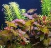 Cum se aseaza plantele in acvariu?