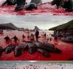 In insulele Faroe se masacreaza delfinii Calderon